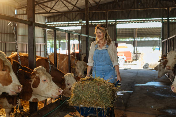 istock Young Woman Feeding Cows in Barn Setting 2198272595