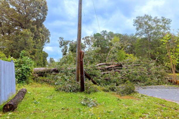 istock Trees are blown down during tropical storms, causing electrical poles wires to crash to a ground. 2198274982