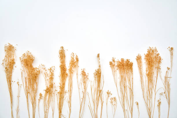 istock Dried flowers on a white background 2198276653