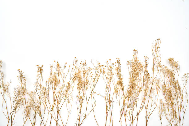 istock Dried flowers on a white background 2198276667