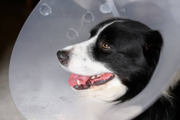 istock Border Collie dog wears after surgery cone collar to prevent from biting, licking, scratching. 2198276825