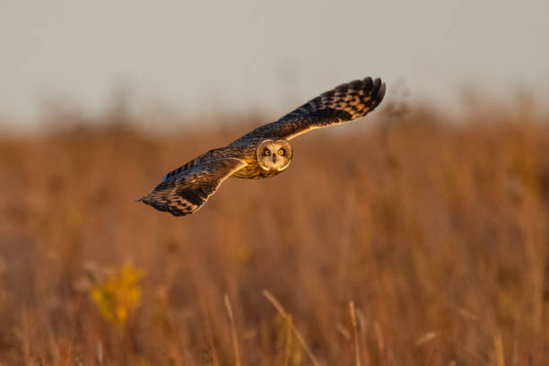 istock Short-eared Owl, Tallgrass Prairie Preserve, OK 2198279318