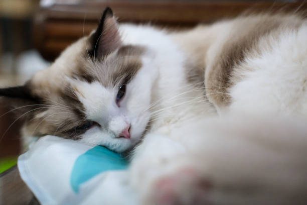 Cute Ragdoll cat lying on pet bed