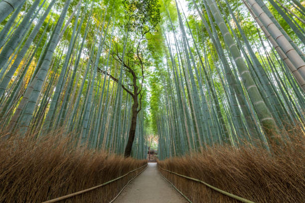 istock Arashiyama Bamboo Forest in Kyoto, Japan 2198285021