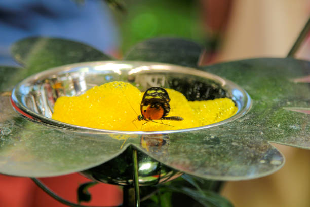 A butterfly rests on a yellow flower-shaped feeder outdoors.