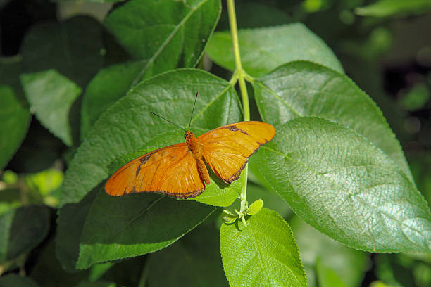 istock Orange butterfly resting on green leaves in a garden setting 2198286336