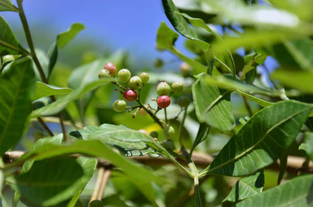 istock Ripening pink peppercorns (Schinus terebinthifolia) 2198286550
