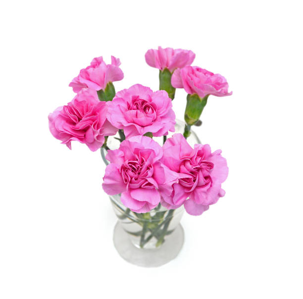 Collection carnation flowers in vase on white background