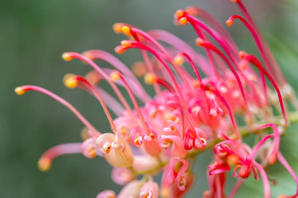 istock Closeup beautiful Grevillea flower, background with copy space 2198290342