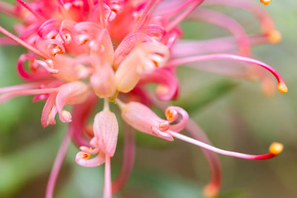 Closeup beautiful Grevillea flower, background with copy space, full frame horizontal composition