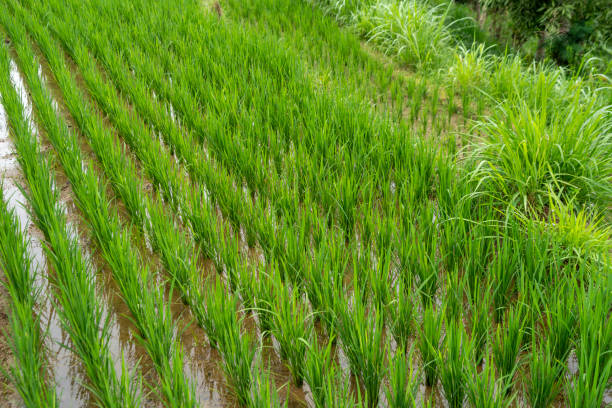 istock Lush green rice field, showcasing rows of vibrant crops and a peaceful rural setting 2198291566