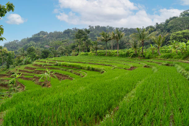 istock Beautiful rice field landscape. green rice terrace in Indonesia 2198291567