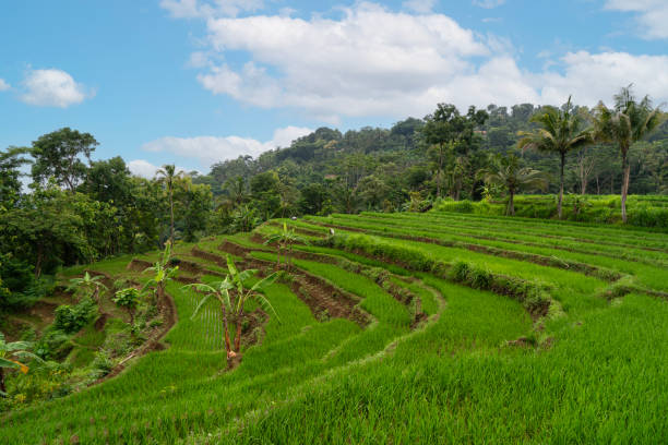 istock Beautiful rice field landscape. green rice terrace in Indonesia 2198291579