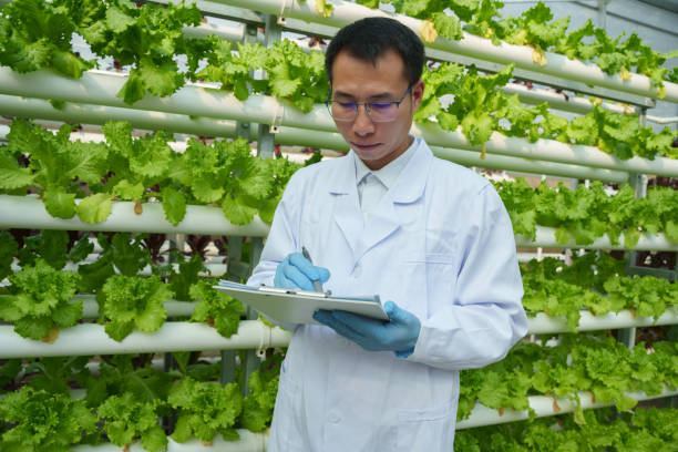 istock Technicians record the growth of vegetables in soilless cultivation 2198292555