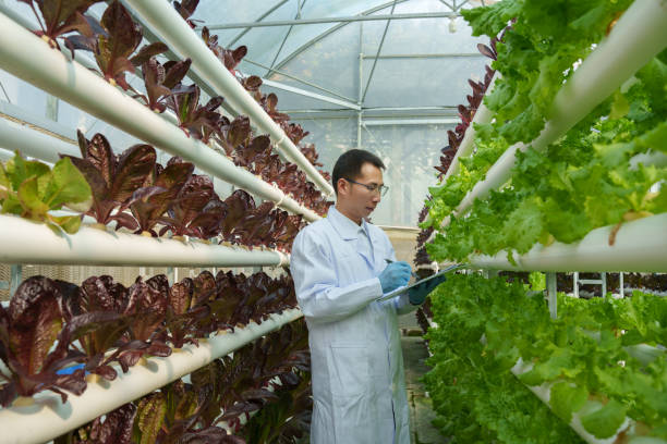 istock Agricultural researcher checks vegetables growing 2198292558