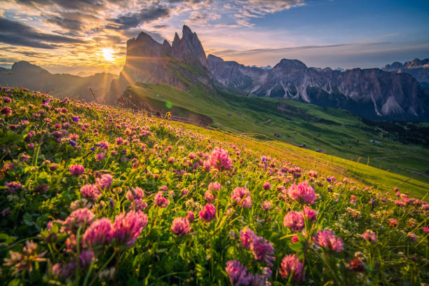 istock Beautiful sunrise behind mountain range with flower as foreground at seceda (dolomites, Italy) 2198292585
