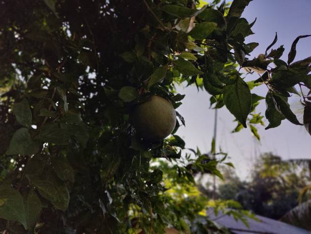 Mango tree with green leaves, close up. Tropical fruit.