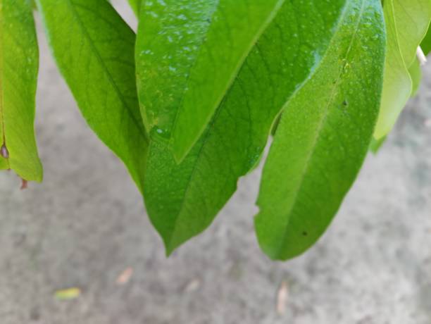 Mango tree with green leaves, close up. Tropical tree