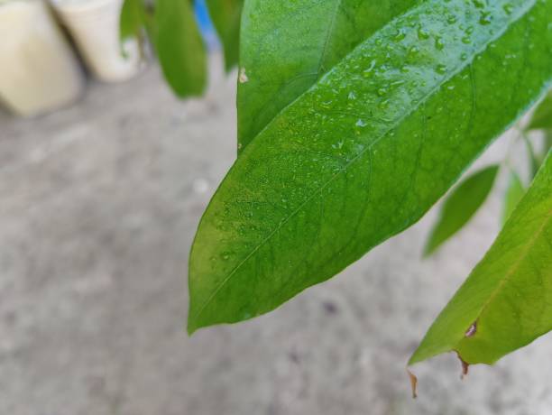 istock Mango tree with green leaves, close up. Tropical tree 2198294171