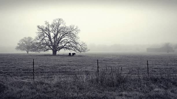 istock Duotone Foggy Rural Horizon with Bare Tree and Cow 2198294761