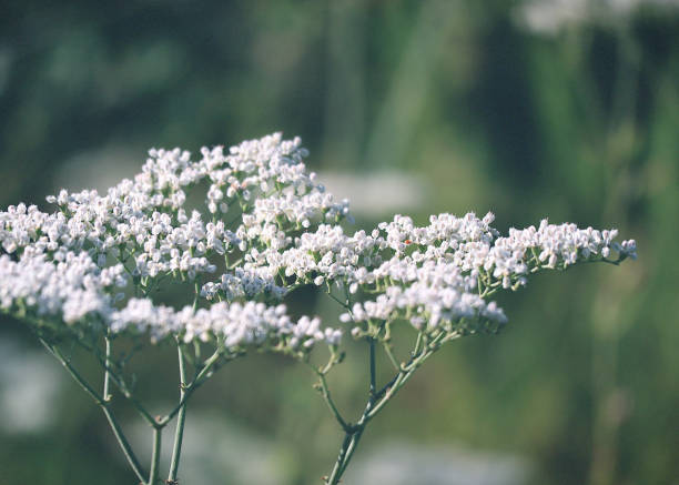 istock Detail of Wild Buckwheat Flower Head 2198296541
