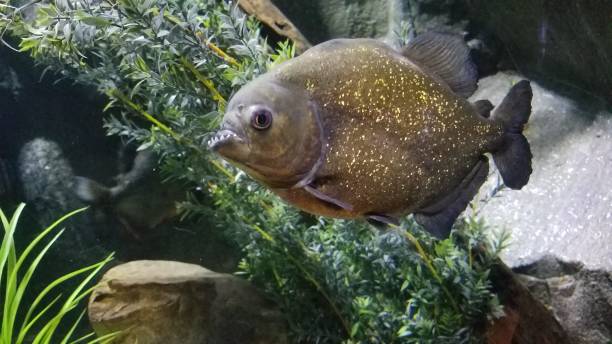 Big Piranha Underwater in Large Aquarium Tank, Houston, Texas, USA