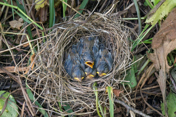 istock The Southern Urals, Warbler (Acrocephalus palustris) chicks in the nest. 2198296698