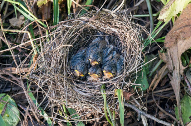 istock The Southern Urals, Warbler (Acrocephalus palustris) chicks in the nest. 2198296723