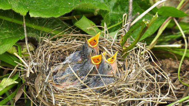 istock The Southern Urals, Warbler (Acrocephalus palustris) chicks in the nest. 2198296744