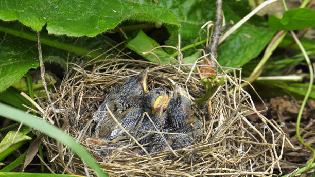 The Southern Urals, Warbler (Acrocephalus palustris) chicks in the nest.