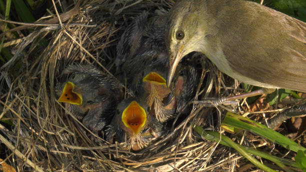 Southern Urals, marsh warbler (Acrocephalus palustris) with chicks in the nest.