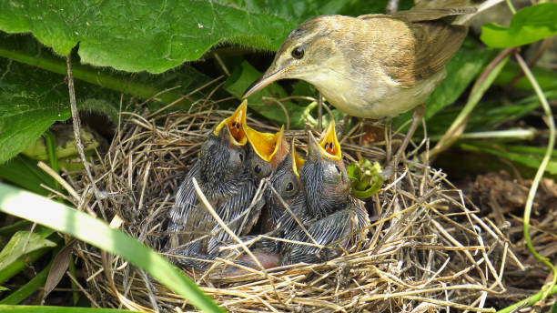 istock Southern Urals, marsh warbler (Acrocephalus palustris) with chicks in the nest. 2198296756