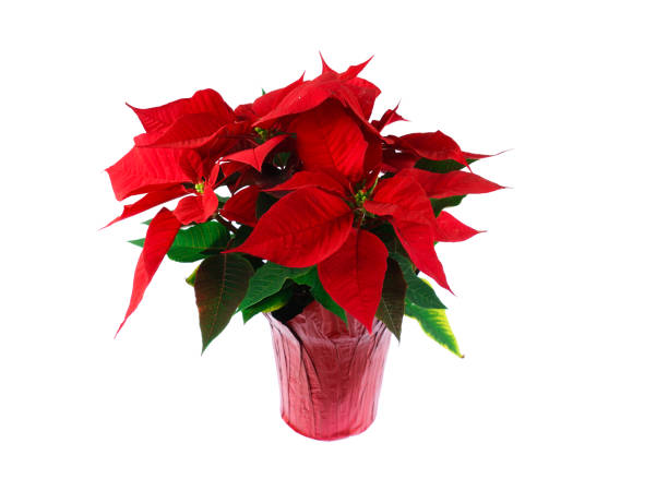 istock red Christmas poinsettia isolated on white background 2198297093
