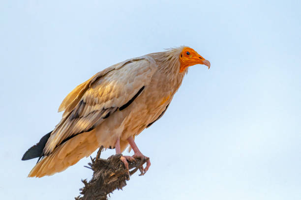 istock closeup of Egyptian vulture in habitat 2198297220