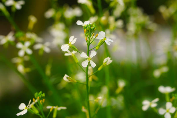 Thale cress or Arabidopsis thaliana flowers close up shot