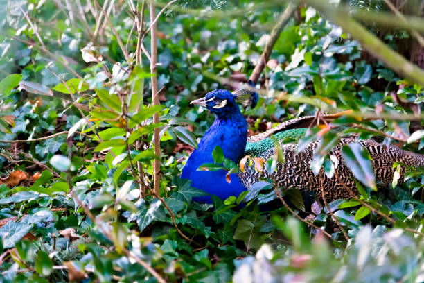 Front view of a white peacock displaying tail feathers while walking on a green grass with lush background. Concept : white peacock, walking, green grass, lush background, elegant bird, nature, wildlife, serene environment, lush greenery, peaceful scene, exotic bird, vibrant feathers, tranquil setting, natural beauty