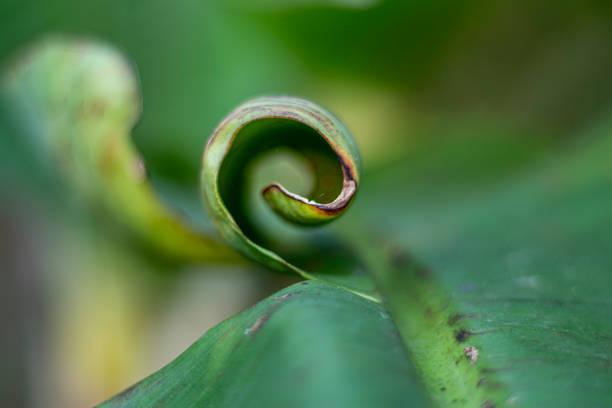 A banana leaf is twisted into a round shape. It looks strange. Macro photography. It can be used as wallpaper