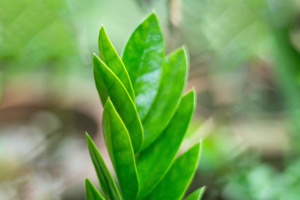 Best practice is always to keep houseplants out of reach of small children and pets.ZZ Plants can be irritating to cats, dogs, and humans if foliage consumed