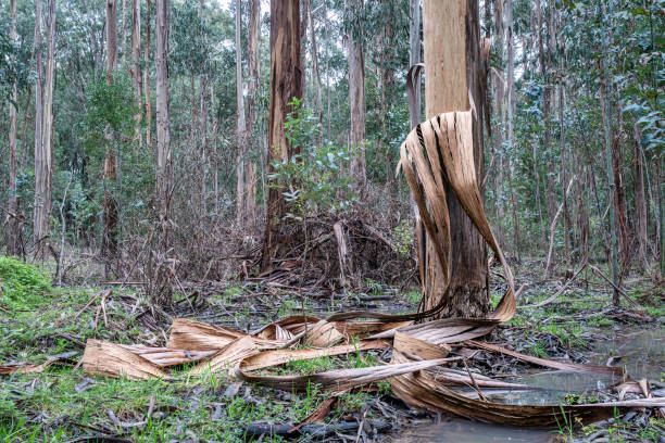 A moth lavae leaves patterns on the bark of the eucalyptus tree in New South Wales, Australia