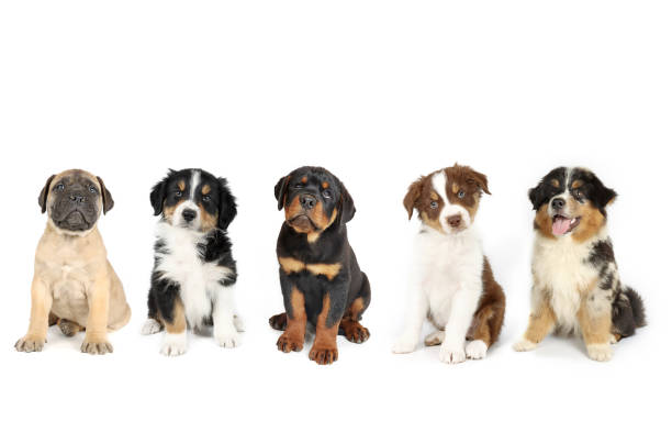 Various puppies of different breeds