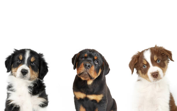 istock Various puppies of different breeds 2198307713