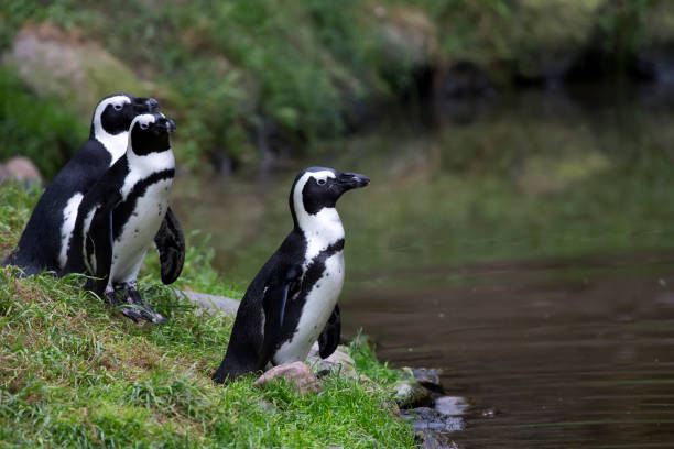 istock Penguins near the water 2198311335