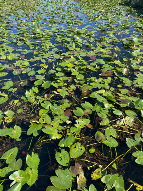 istock Water lily at Everglades National Park 2198313251
