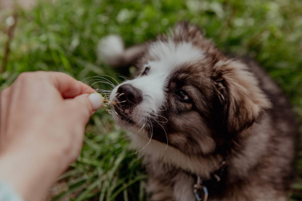 istock Fluffy white gray puppy sniffs grass or flowers 2198313840
