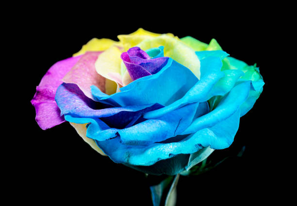 Close-up of a rainbow-colored rose with dewdrops on its petals, set against a black background. A stunning depiction of beauty, nature, and color