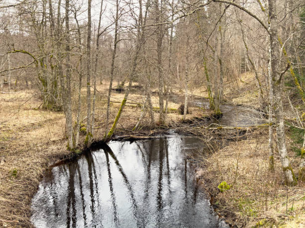 Meandering river in a wetland at springtime