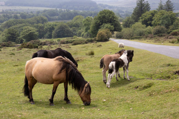 istock Horse family eating grass 2198318108