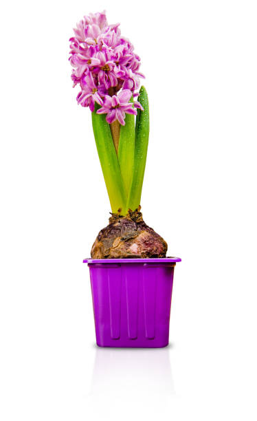 A close-up of a vibrant purple hyacinth flower in full bloom, growing from a bulb in a matching purple plastic pot. The green leaves are fresh with water droplets, and the background is clean and white, highlighting the plant’s details.