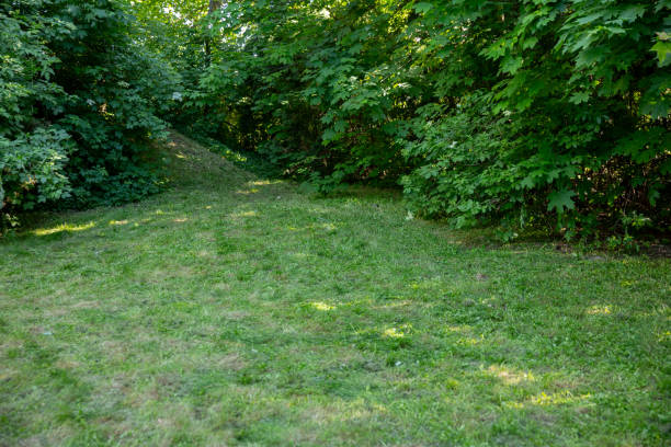 istock An Enchanting Lush Green Pathway Surrounded by Dense and Vibrant Foliage Encompassing Nature 2198320009