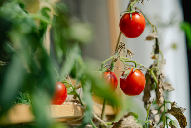 istock Ripe cherry tomatoes growing on vine in urban garden 2198320194